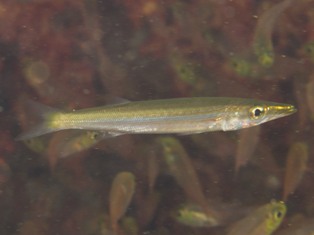 Sphyraena  juv1